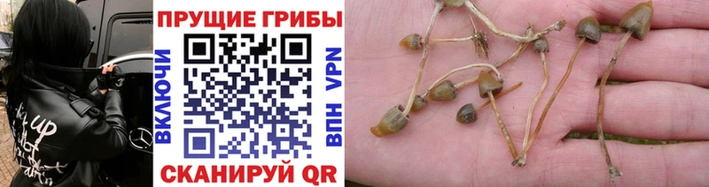 Галлюциногенные грибы мицелий  Магас 